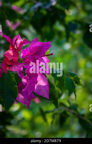 Schöne Nahaufnahme von magentafarbenen Bougainvillea Blumen mit einem grünen verschwommen Hintergrund Stockfoto