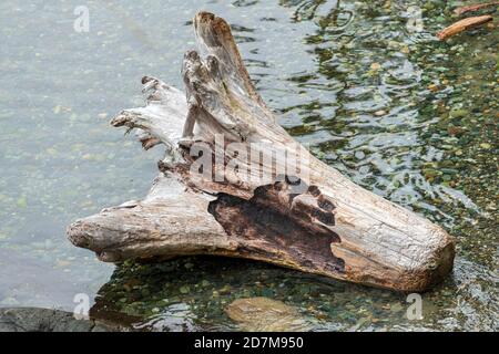 Ein verbranntes Stück Treibholz am Ufer des Shark Reef Sanctuary, Lopez Island, Washington, USA Stockfoto