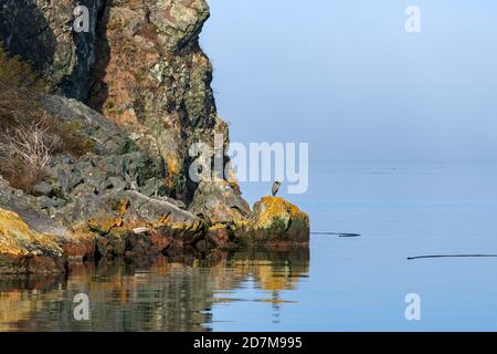 Ein blauer Reiher auf einem Felsen in Watmough Bay auf Lopez Island, Washington, USA Stockfoto