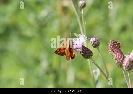 Selektive Fokusaufnahme eines Lulworth-Skipper Schmetterling sitzt auf Eine Blume und sammeln Nektar Stockfoto