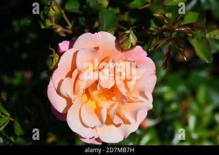 Eine schöne Pfirsich Rose in der Sonne Stockfoto