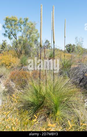 Australischer gebürtiger Xanthorrhoea johnsonii oder Grasbaum mit mehreren Blüten Stacheln im Buschland mit vielen blühenden Büschen und Wildblumen Stockfoto