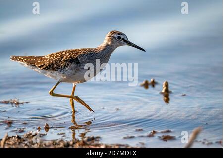 Holzsandpiper oder Tringa Glareola spazieren auf dem See Stockfoto