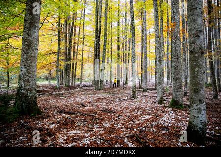 Frau in gelber Regenjacke steht in Herbst Natur Landschaft Von Buchen mit bunten gelben Blättern in einem Wald Stockfoto