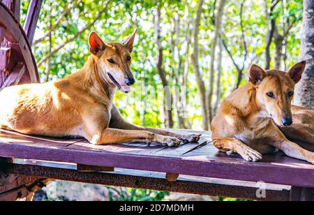 Zwei aufmerksame und wachsame Hunde in der Gegend eines Tempels in Thailand Stockfoto