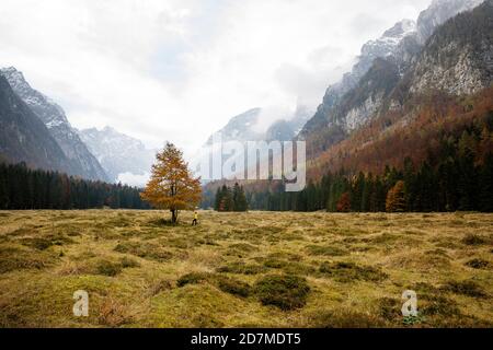 Frau in gelber Regenjacke steht neben einem herbstlichen gelben Baum im Krma-Tal, Triglav natioanl Park, Slowenien Stockfoto