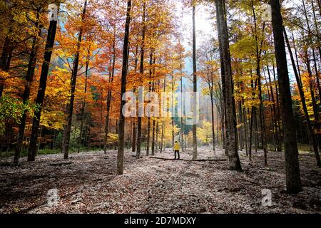 Frau zu Fuß auf Baumstamm im Herbst Naturlandschaft von Buche mit bunten gelben Blättern im Wald Stockfoto