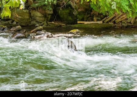 Wildwasser Preserve Minden Hills Algonquin Highlands Ontario Kanada im Sommer Stockfoto