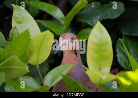 Seitenansicht einer braunen zenaida-Taube mit Kopf und Oberkörper zwischen verschwommenen grünen Blättern, Pflanzen und Naturhintergrund. Stockfoto