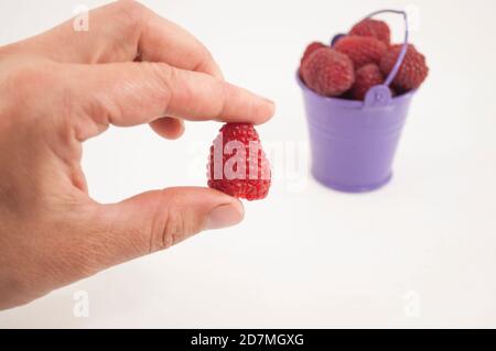 Eine Hand hält eine Himbeere im Vordergrund, ein kleiner Eimer mit einer großen Himbeere im Hintergrund. Isolieren auf weißem Hintergrund Stockfoto