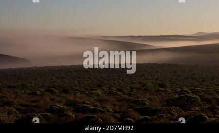 Nebel sammelt sich in der Morgendämmerung in einem kleinen Flusstal in den Ebenen des Namaqua National Park, Südafrika, am frühen Morgen Stockfoto