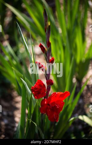 Rote Gladiolen auf dem Feld zum Aufnehmen Stockfoto
