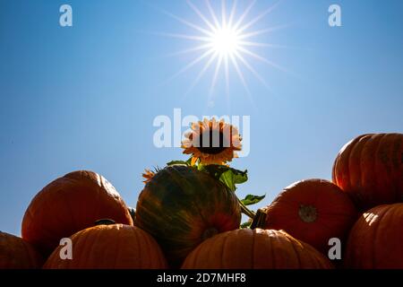 Sonnenblume mit Kürbis auf dem Feld, blauer Himmel Stockfoto