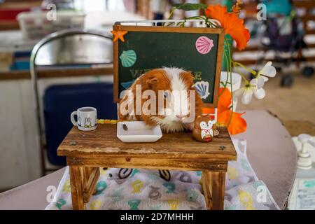 Süßes Meerschweinchen an einem Schreibtisch mit Begrüßungsplatine dahinter Trinken Tee sitzen im Stuhl auf dem Bauernhof in okinawa japan Tourist Luxus Reise kawaii klein Stockfoto