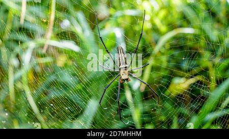 Riesige Bananenspinne in ihrem Netz in okinawa japan Luxus Reisen Arachnophobie Spinnen Beine tropisches Paradies Falle fliegt grünen Hintergrund Reisetourismus Stockfoto