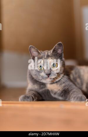 Katze tricolor mit orangefarbenen Augen im Inneren der Wohnung. Nahaufnahme der Schnauze des Tieres. Haustier. Stockfoto