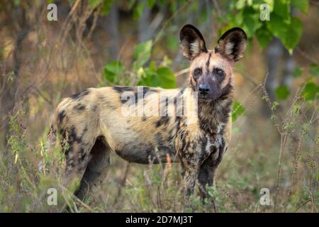 Horizontales Porträt eines erwachsenen Wildhundes im Khwai-Fluss Okavango Delta Botswana Stockfoto