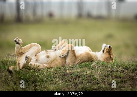 Löwin Mutter liegt auf ihrem Rücken mit ihren Pfoten oben Auf grünem Gras in Masai Mara in Kenia Stockfoto