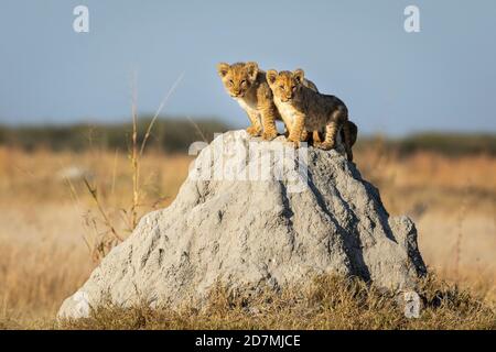 Zwei kleine Löwen stehen auf einem großen Termitenhügel Am Morgen Sonnenlicht mit blauen Himmel im Hintergrund in Savuti in Botswana Stockfoto