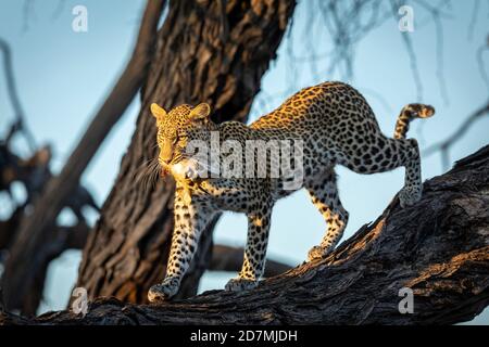 Erwachsener Leopard, der auf einem großen Baumzweig steht und Beute trägt In warmen goldenen Morgensonnen im Khwai River Okavango Delta In Botswana Stockfoto