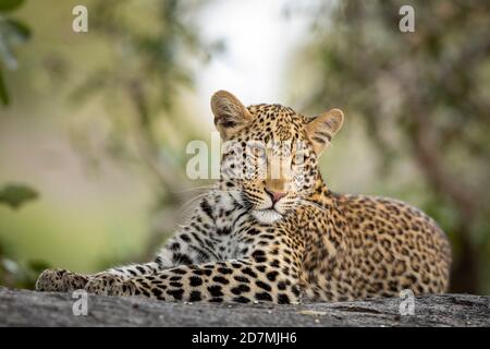 Horizontales Porträt eines Leoparden mit schönen Augen Ein Felsen im Kruger Park in Südafrika Stockfoto