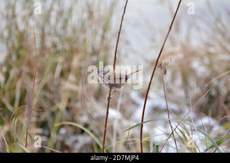 Ein Song-Spatz, hoch oben auf einem dünnen Ast. Foto an einem verschneiten Wintertag im Summerlake Park, Oregon. Stockfoto