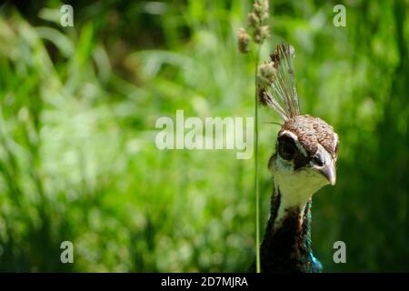 Nahaufnahme eines weiblichen Pfauenauges neben einem Grashalm auf grünem Hintergrund. Fotografiert bei der West Coast Game Park Safari in Bandon, Oregon. Stockfoto