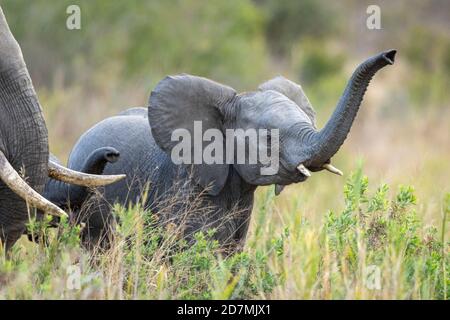 Elefantenbaby mit erhobenem Rüssel und kleinen Stoßzähnen Hohes grünes Gras im Kruger Park in Südafrika Stockfoto