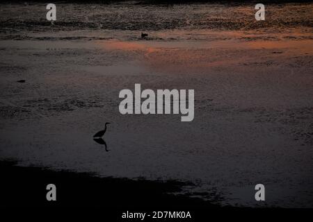 Ein blauer Silhouettenreiher, der bei Sonnenuntergang im Tualatin River National Wildlife Refuge in Oregon in einer Überschwemmungsebene steht. Stockfoto