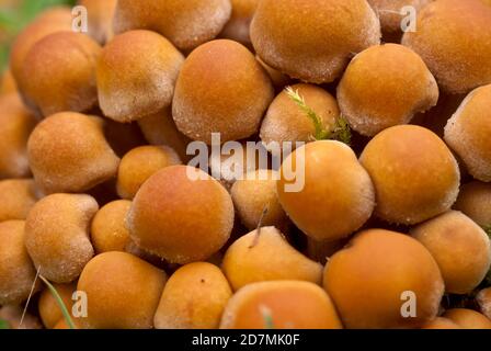 Junge, ummantelte Holztuft, Pilze Stockfoto