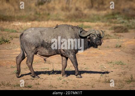 Erwachsene afrikanische Büffel gehen in der Morgensonne im Kruger Park In Südafrika Stockfoto