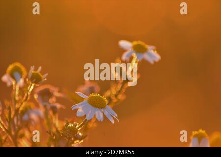 Kamillenblumen, fotografiert zur goldenen Stunde. Tualatin River Wildlife Refuge, Oregon. Stockfoto