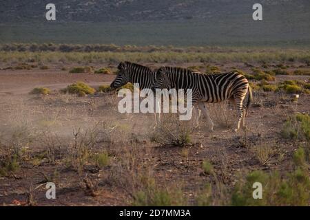 Zebras in Südafrika Stockfoto