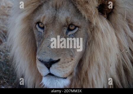 Löwen in Südafrika Stockfoto