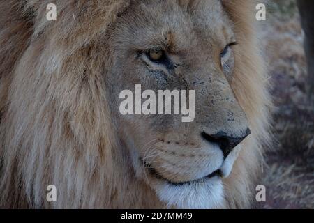 Löwen in Südafrika Stockfoto