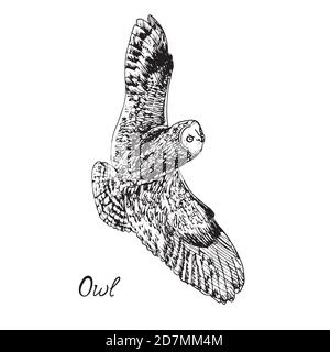 Eule fliegend, handgezeichneter Doodle, Skizze im Pop Art Stil, Illustration mit Inschrift Stockfoto