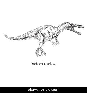 Velociraptor, handgezeichnete schwarz-weiße Doodle-Skizze, Illustration mit Inschrift Stockfoto