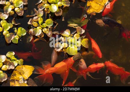 Wunderschöne Aussicht auf japanische Karpfenfische im Teich Stockfoto