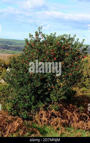 Holly Tree Llex aquifloium auf Moorland über Ty Canol Woods Pembrokeshire National Park Wales Cymru Großbritannien Stockfoto