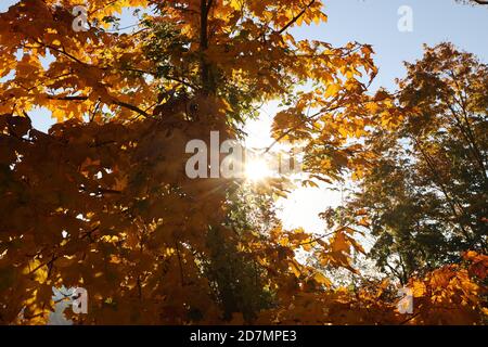 Gera, Deutschland. Okt. 2020. Die Sonne scheint durch herbstlich gefärbte Bäume im Stadtwald. Auch für die nächsten Tage wird freundliches Herbstwetter vorausgesagt. Kredit: Bodo Schackow/dpa-zentralbild/dpa/Alamy Live Nachrichten Stockfoto