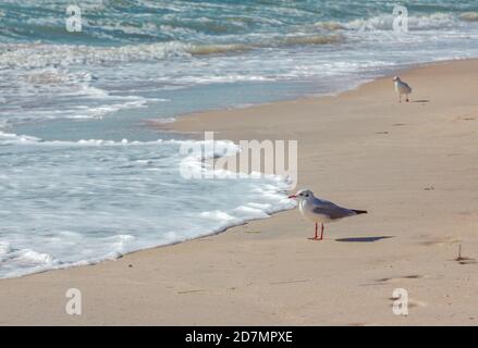 Möwe zu Fuß auf Sandstrand in der Nähe stürmisch winkende Meer. Seevögel auf der Suche nach Nahrung. Stockfoto