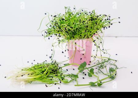 Frische grüne Zwiebel mikrogrüne Sprossen auf weißem Hintergrund. Bio gesunde Lebensmittel Stockfoto