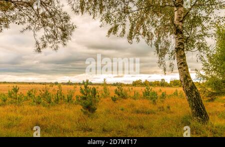 Eine Szene über ein Moorland mit jungen Kiefern, die sich durch das Gras aufsprießen. Eine silberne Birke ist im Vordergrund und eine schwere Wolke ist oben Stockfoto