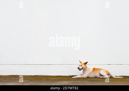Basenji Hund sitzt mit einer weißen Wand im Hintergrund Stockfoto