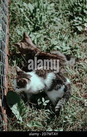 Vertikale Aufnahme von niedlichen Katzen Stockfoto