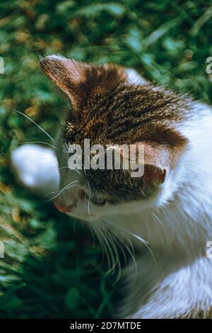 Vertikale Aufnahme einer niedlichen Katze Stockfoto
