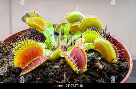 Detaillierte Aufnahme der Venusfliegenfalle (Dionaea muscipula) Stockfoto