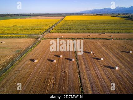 Luftaufnahme: Typische toskanische Landschaft mit Sonnenblumen Stockfoto