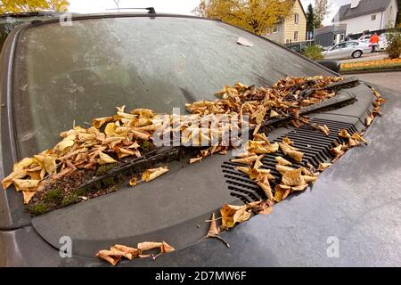 München, Deutschland. Oktober 2020. Herbstblätter, braune, gefallene Blätter liegen auf einer total schmutzigen Windschutzscheibe auf den komplett verrosteten Wischerblättern eines Autos, das am Straßenrand geparkt ist. Quelle: dpa/Alamy Live News Stockfoto