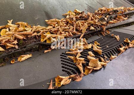 München, Deutschland. Oktober 2020. Herbstblätter, braune, gefallene Blätter liegen auf einer total schmutzigen Windschutzscheibe auf den komplett verrosteten Wischerblättern eines Autos, das am Straßenrand geparkt ist. Quelle: dpa/Alamy Live News Stockfoto